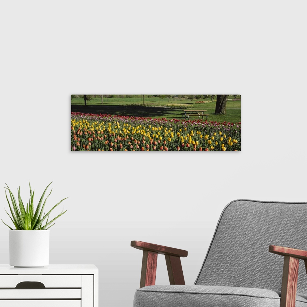 A modern room featuring Tulip flowers in a park, Grand Rapids, Michigan