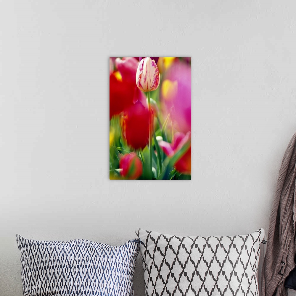 A bohemian room featuring Portrait, close up photograph on a large wall hanging of a field of tulips, a center tulip in foc...