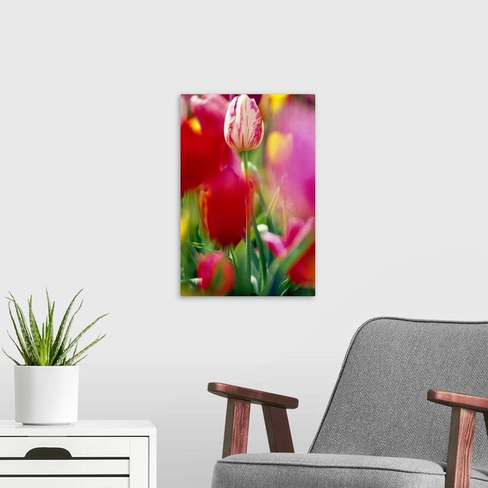 A modern room featuring Portrait, close up photograph on a large wall hanging of a field of tulips, a center tulip in foc...