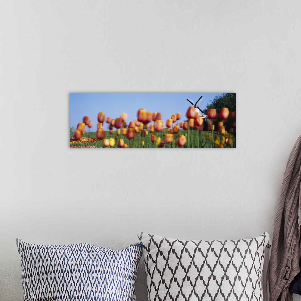 A bohemian room featuring Tulip Flowers With A Windmill In The Background, Holland, Michigan