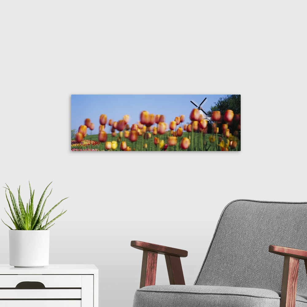 A modern room featuring Tulip Flowers With A Windmill In The Background, Holland, Michigan