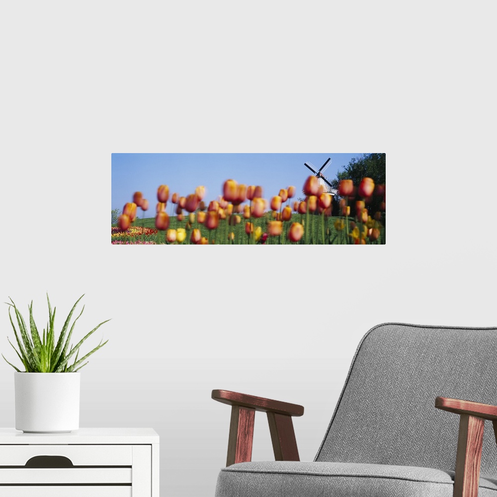 A modern room featuring Tulip Flowers With A Windmill In The Background, Holland, Michigan