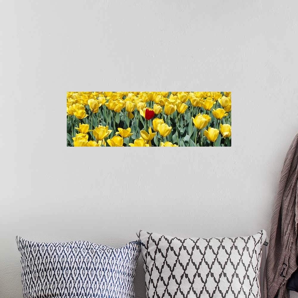 A bohemian room featuring Up-close panoramic photograph of a bright flower meadow.