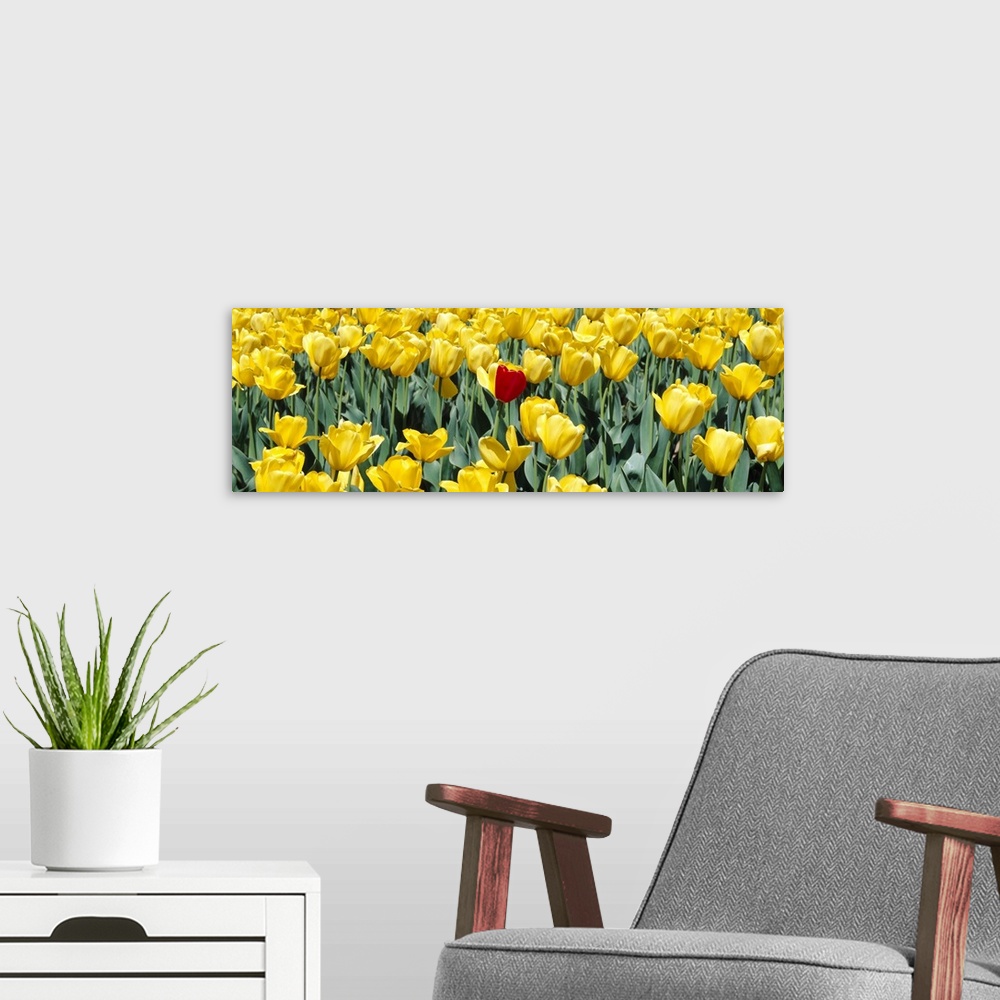 A modern room featuring Up-close panoramic photograph of a bright flower meadow.