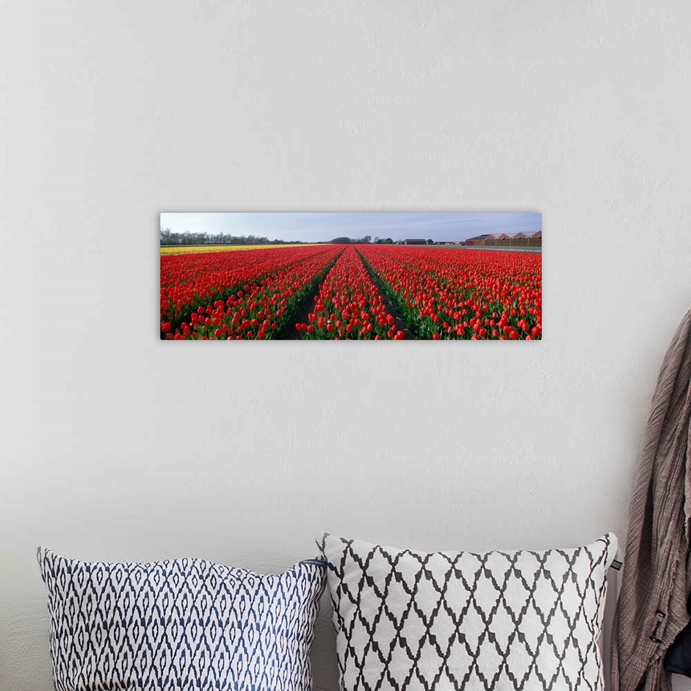 A bohemian room featuring Tulips Egmond Netherlands