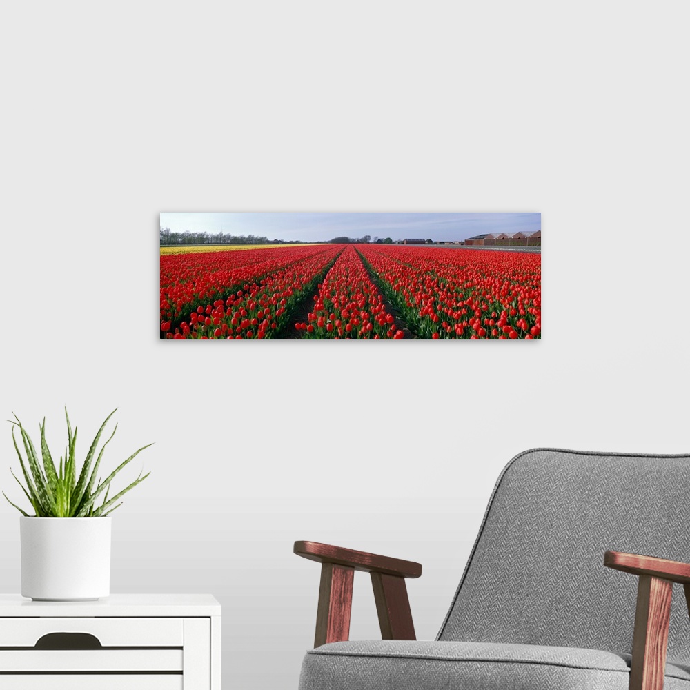 A modern room featuring Tulips Egmond Netherlands