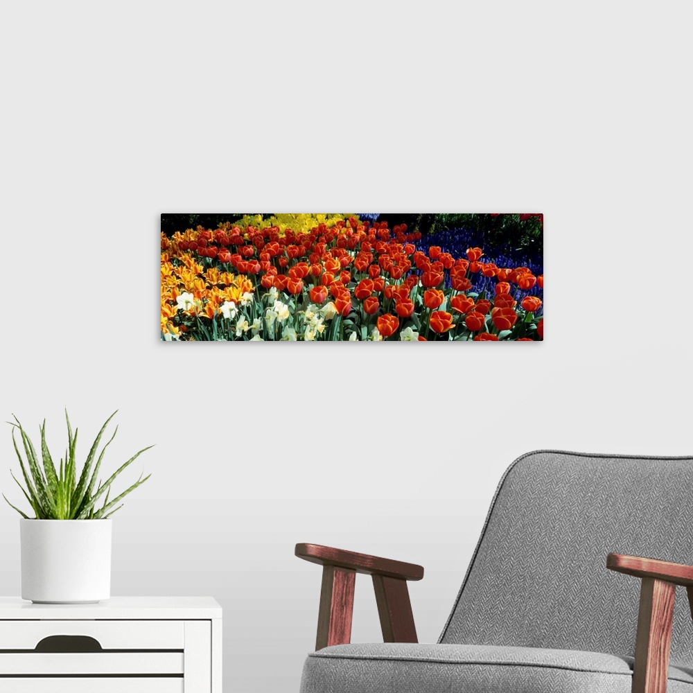 A modern room featuring Tulips Holland