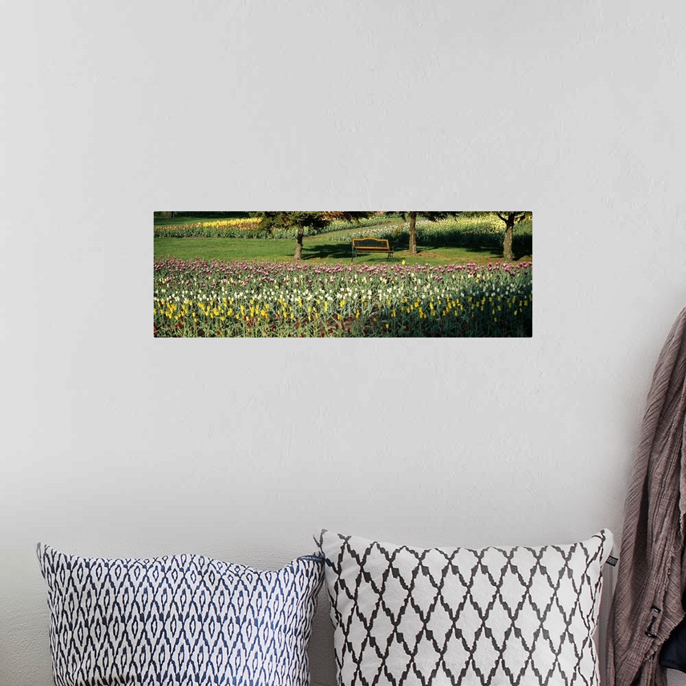 A bohemian room featuring Tulips in a field, Grand Rapids, Michigan