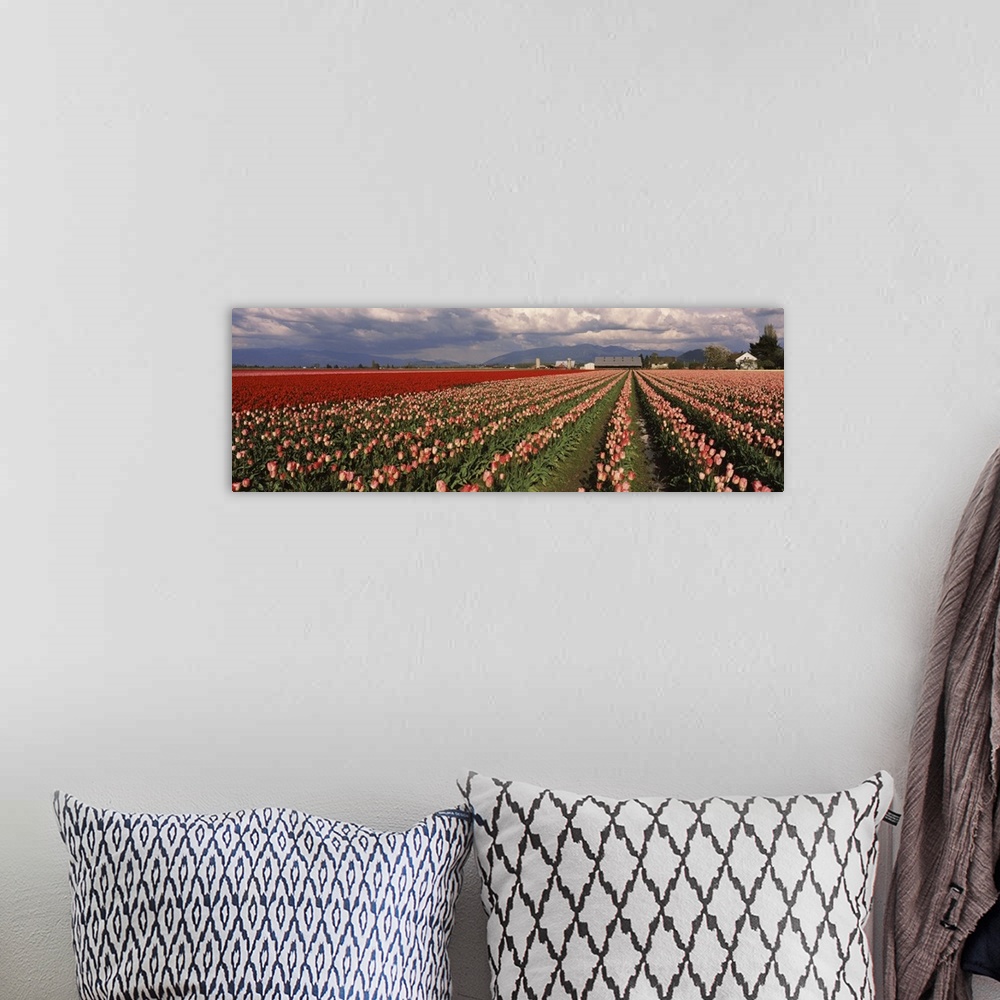 A bohemian room featuring Tulips in a field, Skagit Valley, Washington State