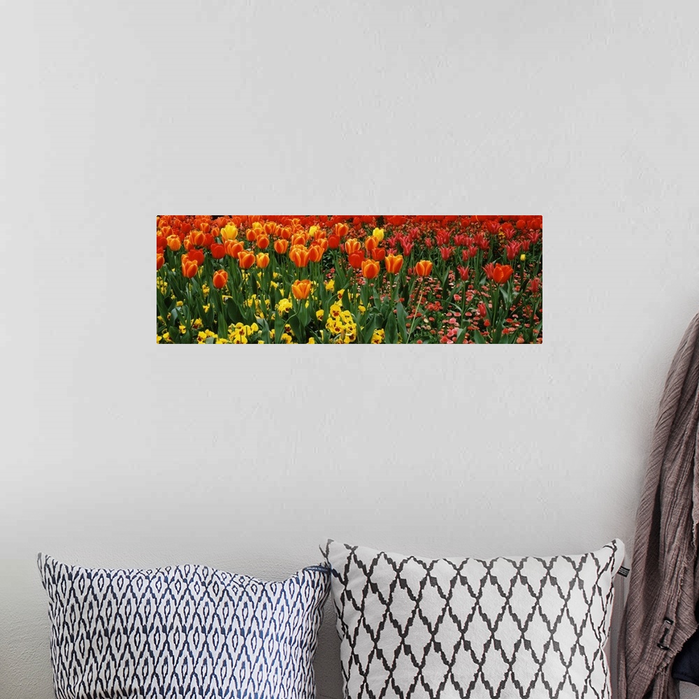 A bohemian room featuring A flower bed of spring flowers captured in a panoramic shaped photograph on decorative wall art f...