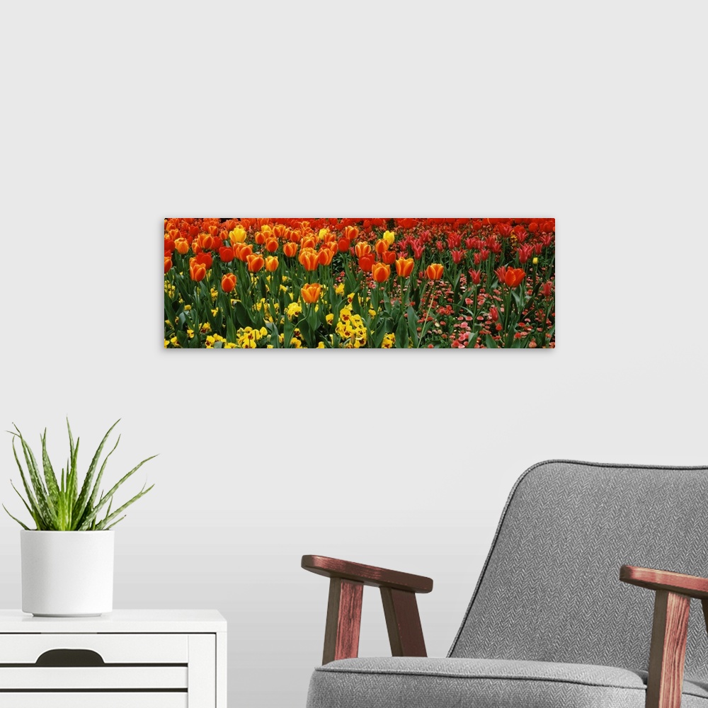 A modern room featuring A flower bed of spring flowers captured in a panoramic shaped photograph on decorative wall art f...