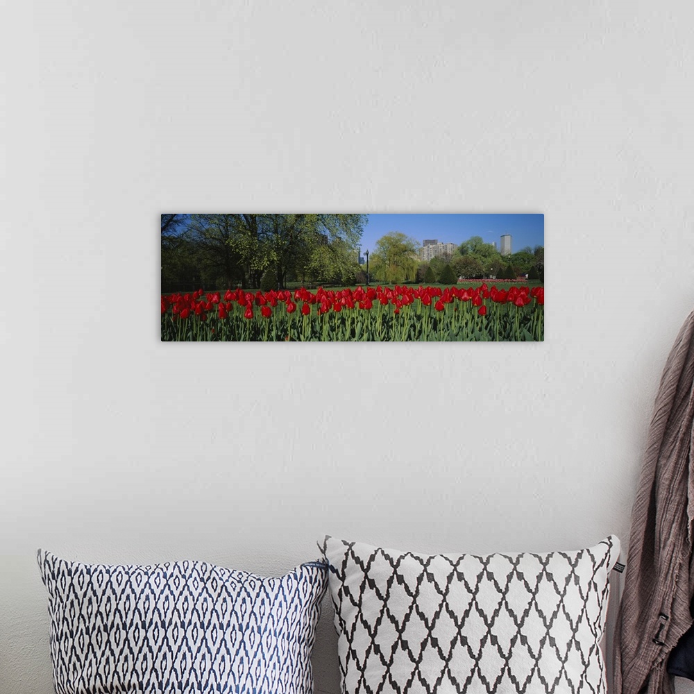 A bohemian room featuring Giant, horizontal photograph of a crowded row of vibrant tulips in the Boston Public Garden, a gr...