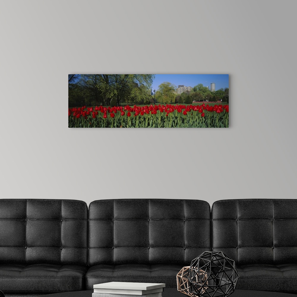A modern room featuring Giant, horizontal photograph of a crowded row of vibrant tulips in the Boston Public Garden, a gr...