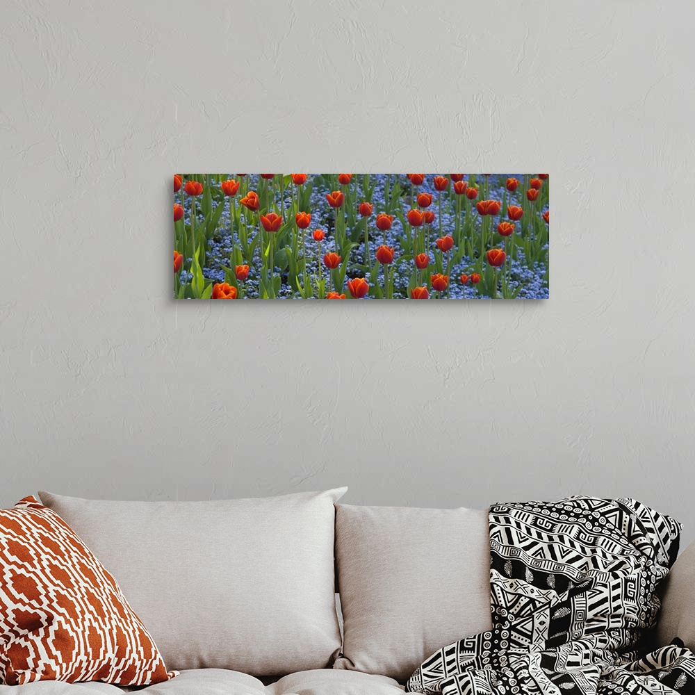 A bohemian room featuring Panoramic picture taken of a field of flowers. Small blue flowers grow underneath the tall tulips.