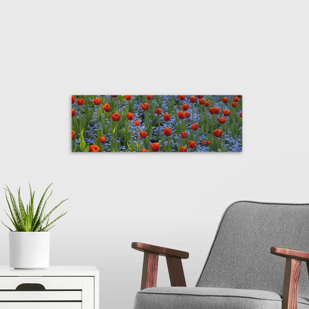 A modern room featuring Panoramic picture taken of a field of flowers. Small blue flowers grow underneath the tall tulips.