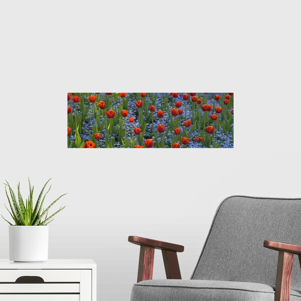 A modern room featuring Panoramic picture taken of a field of flowers. Small blue flowers grow underneath the tall tulips.