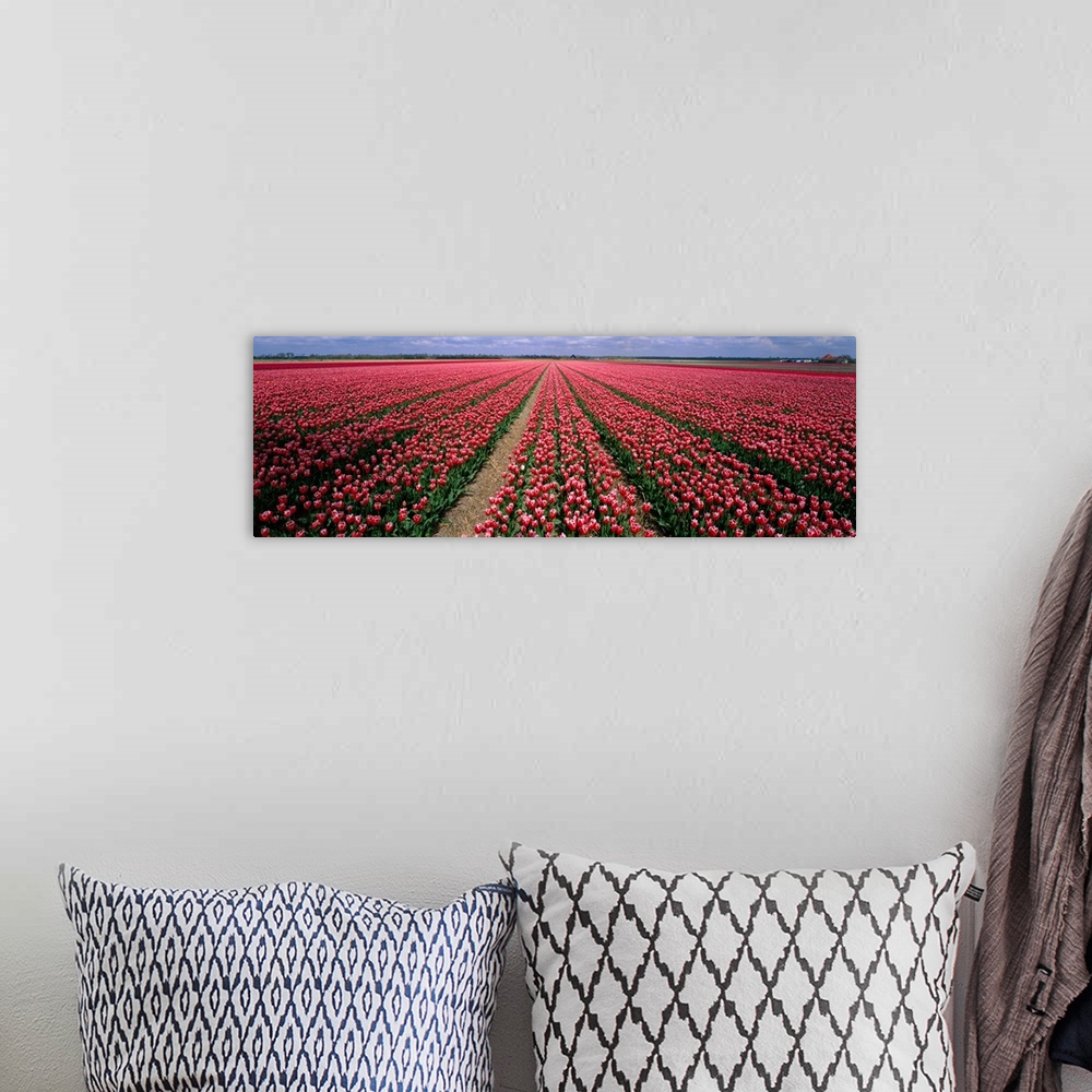 A bohemian room featuring Tulips near Alkmaar Netherlands