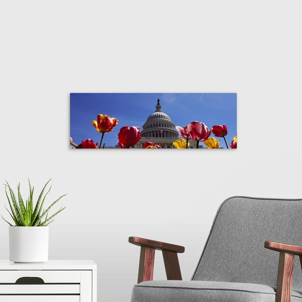 A modern room featuring Tulips with a government building in the background Capitol Building Washington DC