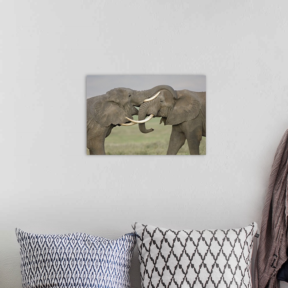 A bohemian room featuring Photograph of two large animals fighting with their trunks.