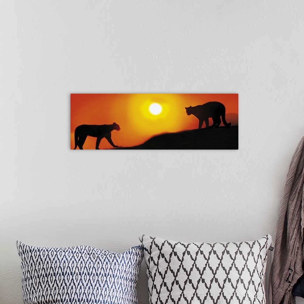 A bohemian room featuring Panoramic photograph showcases the profiles of a couple wild cats slowly walking across a mountai...