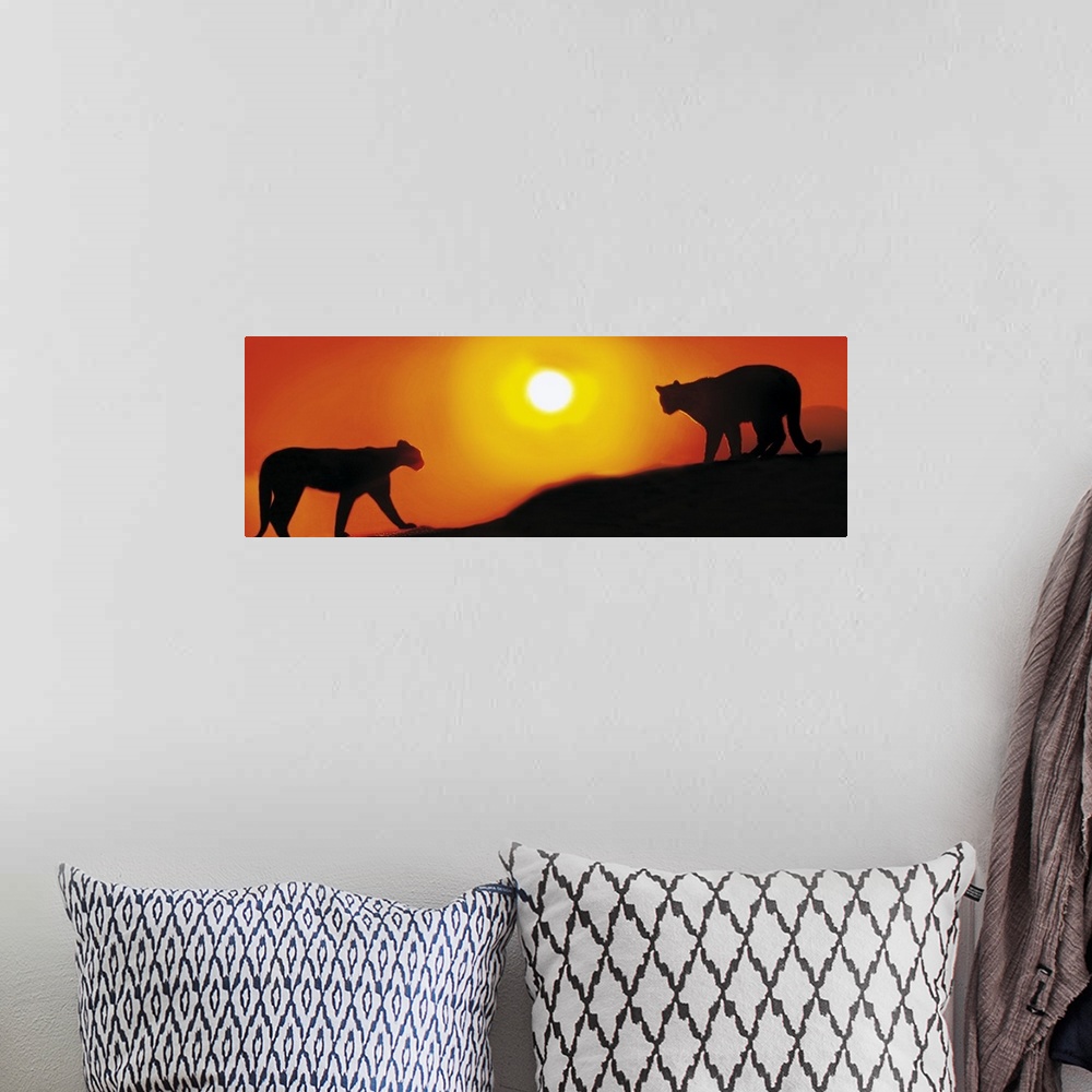 A bohemian room featuring Panoramic photograph showcases the profiles of a couple wild cats slowly walking across a mountai...
