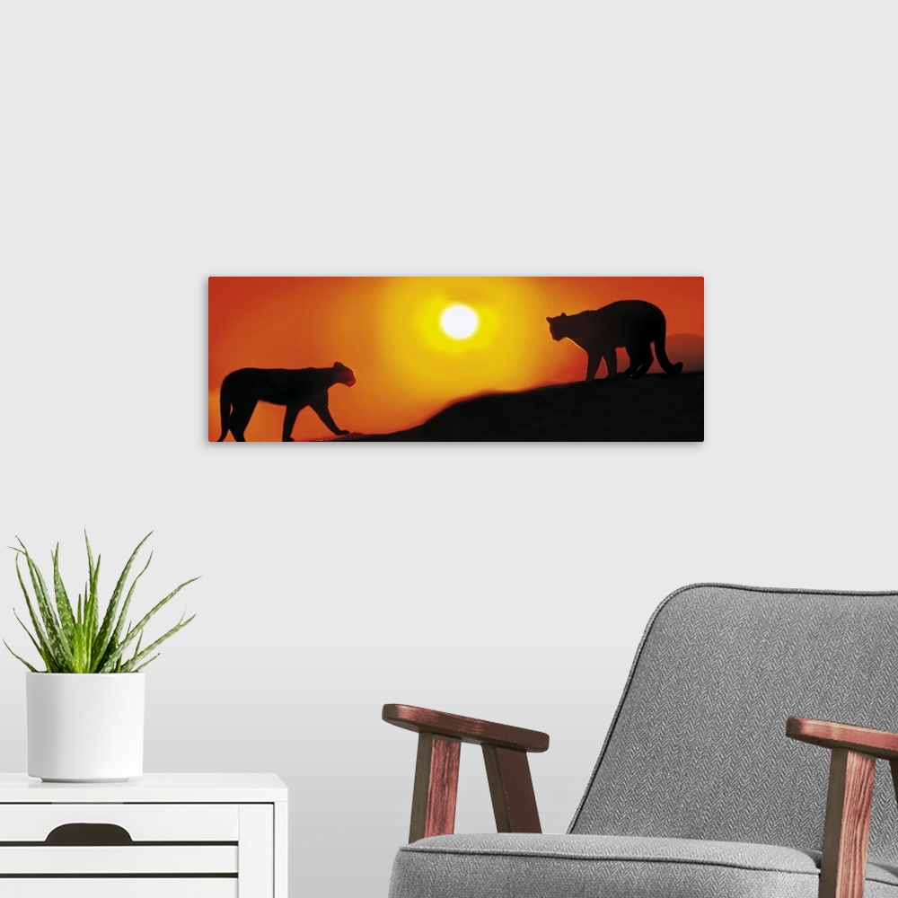 A modern room featuring Panoramic photograph showcases the profiles of a couple wild cats slowly walking across a mountai...