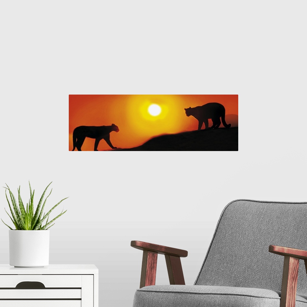 A modern room featuring Panoramic photograph showcases the profiles of a couple wild cats slowly walking across a mountai...