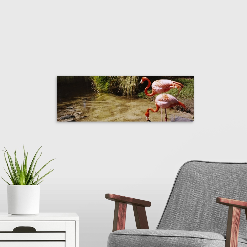 A modern room featuring Two flamingos by a pond, Jungle Gardens, Sarasota, Florida