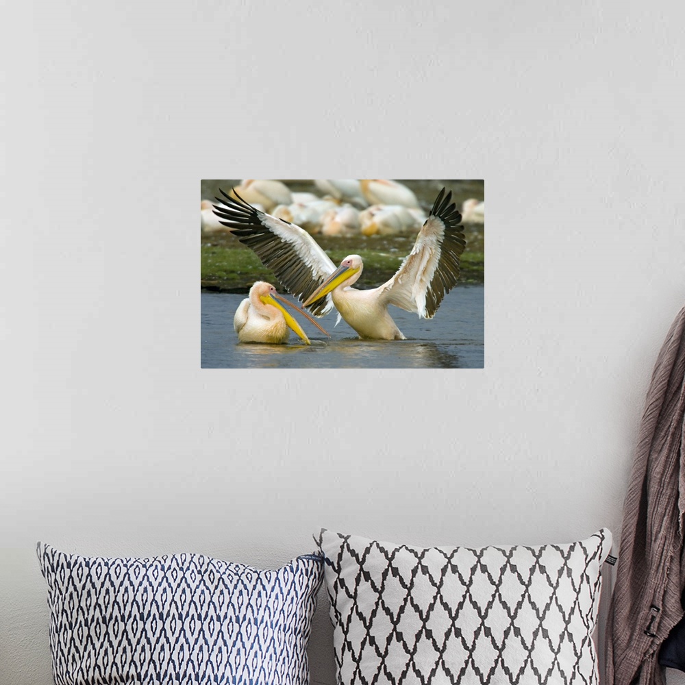A bohemian room featuring Two Great white pelicans wading in a lake, Lake Nakuru, Kenya (Pelecanus onocrotalus)