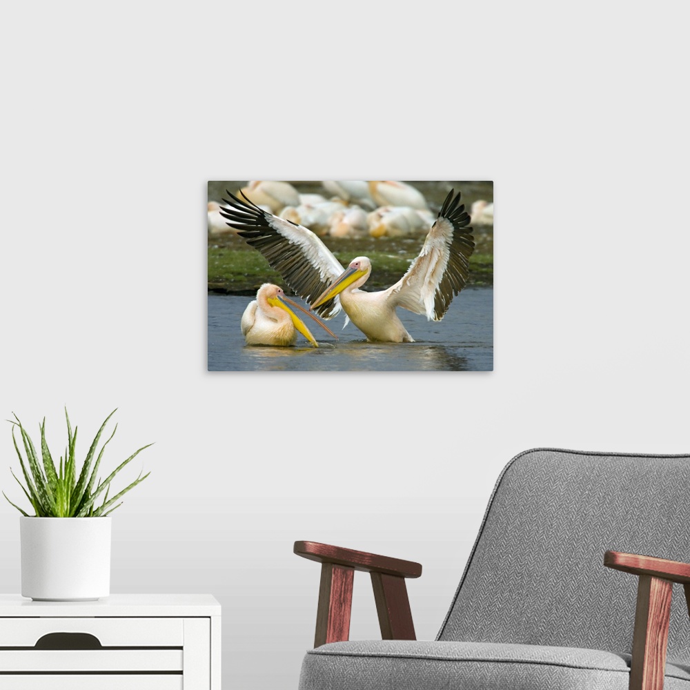 A modern room featuring Two Great white pelicans wading in a lake, Lake Nakuru, Kenya (Pelecanus onocrotalus)