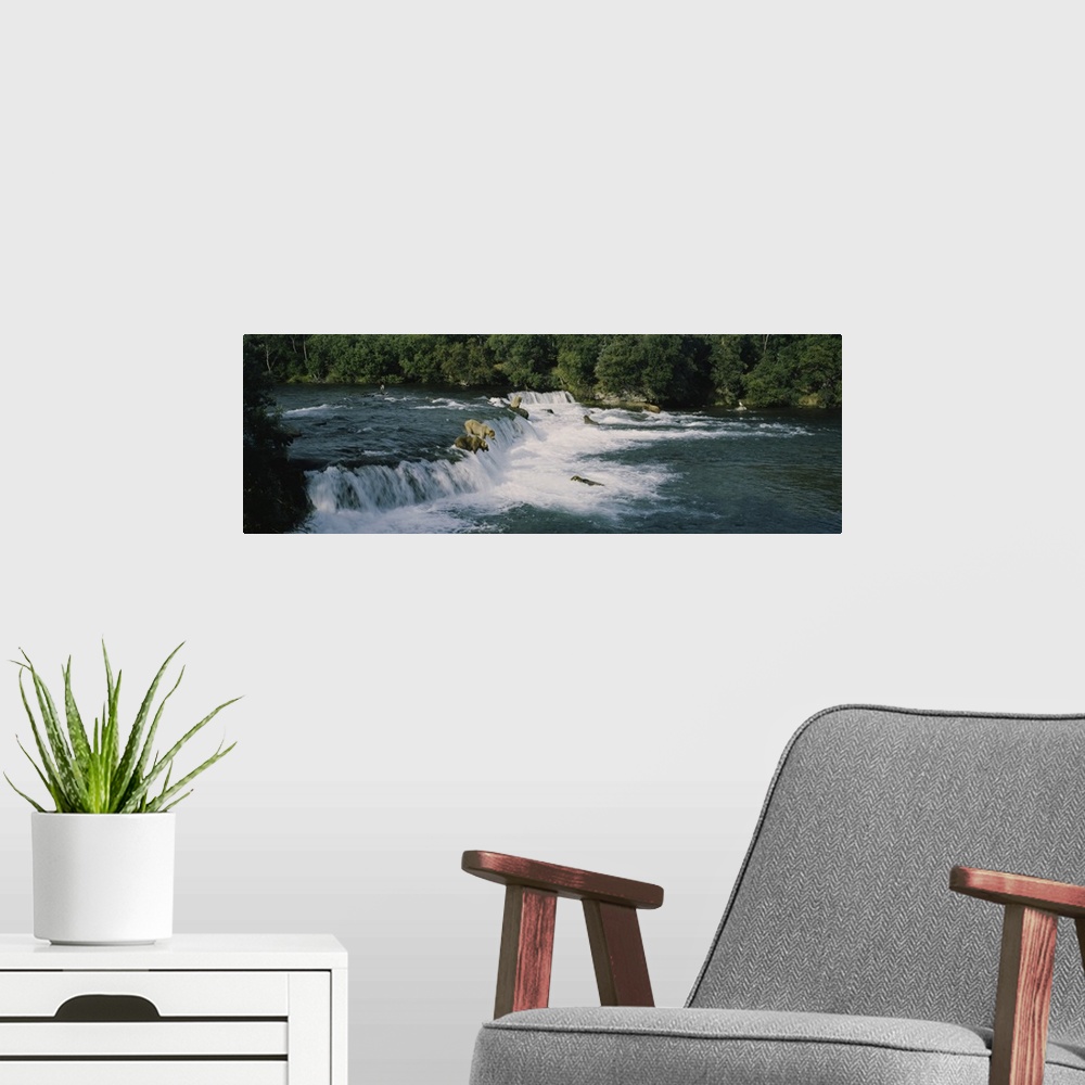 A modern room featuring Two grizzly bears hunting in the river, Brook Falls, Katmai National Park and Preserve, Alaska