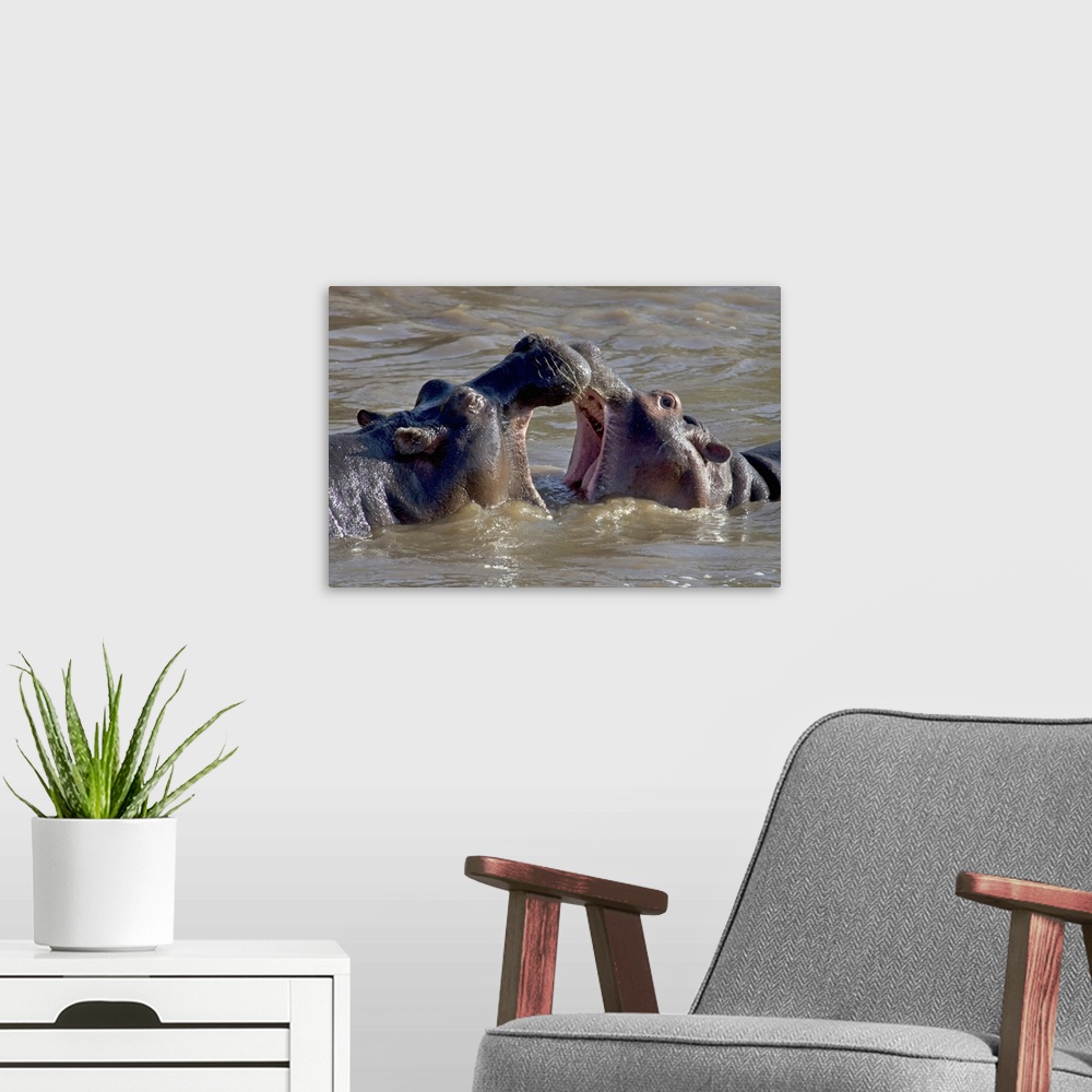 A modern room featuring Two hippopotamus fighting in water