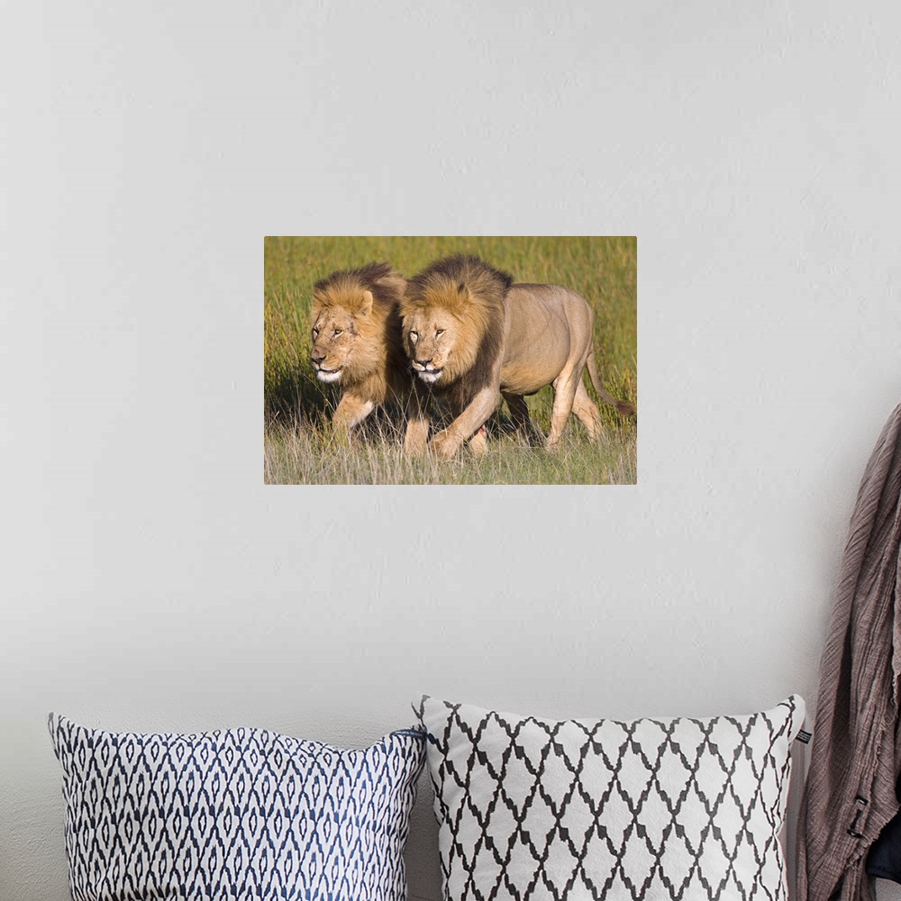 A bohemian room featuring Horizontal, oversized photograph of two male lions walking side by side amongst tall grasses in t...