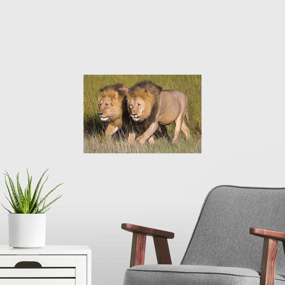 A modern room featuring Horizontal, oversized photograph of two male lions walking side by side amongst tall grasses in t...