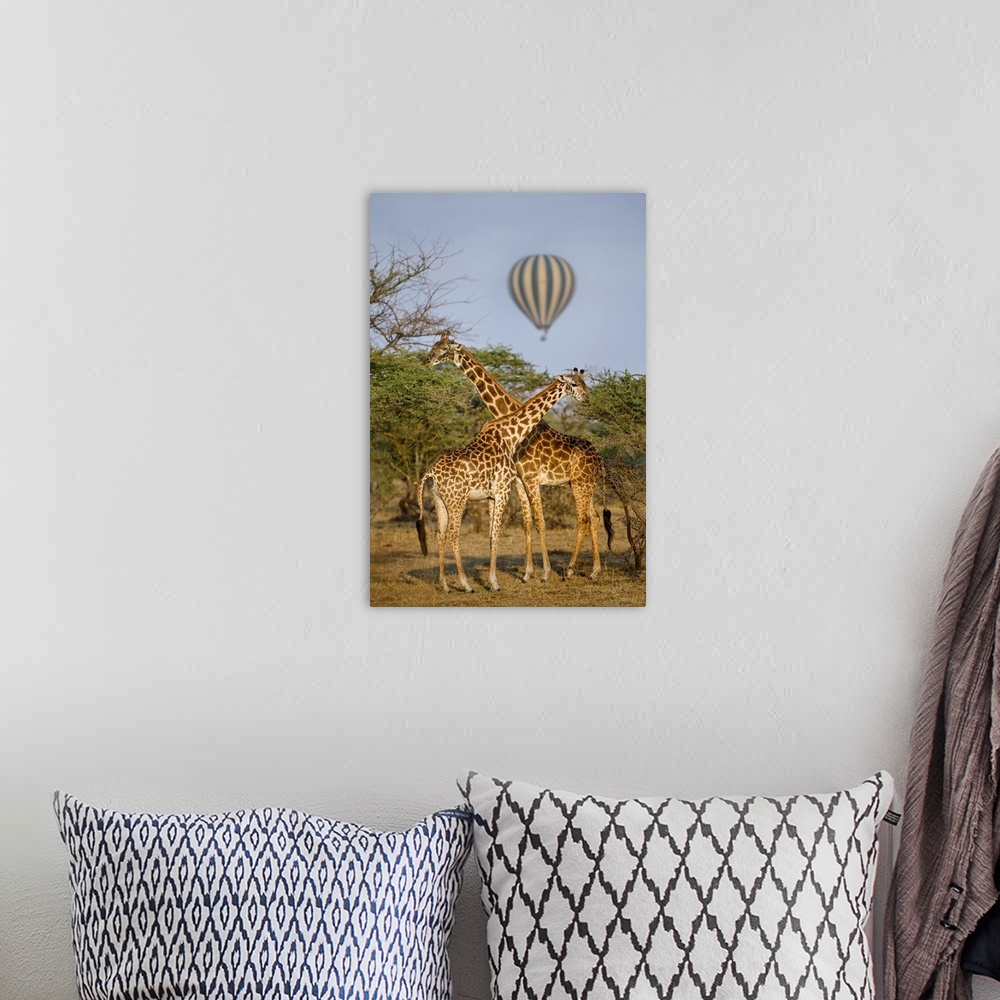 A bohemian room featuring Two Masai giraffes and a hot air balloon, Tanzania