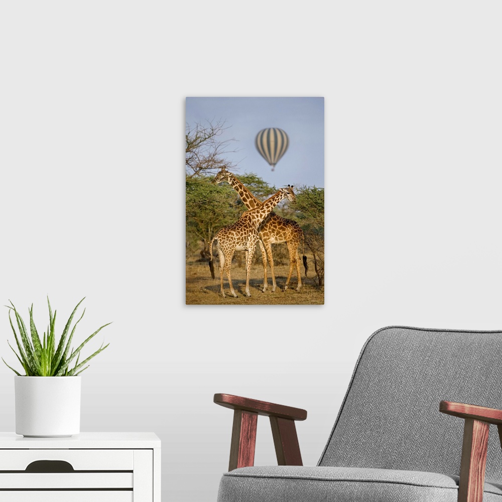 A modern room featuring Two Masai giraffes and a hot air balloon, Tanzania