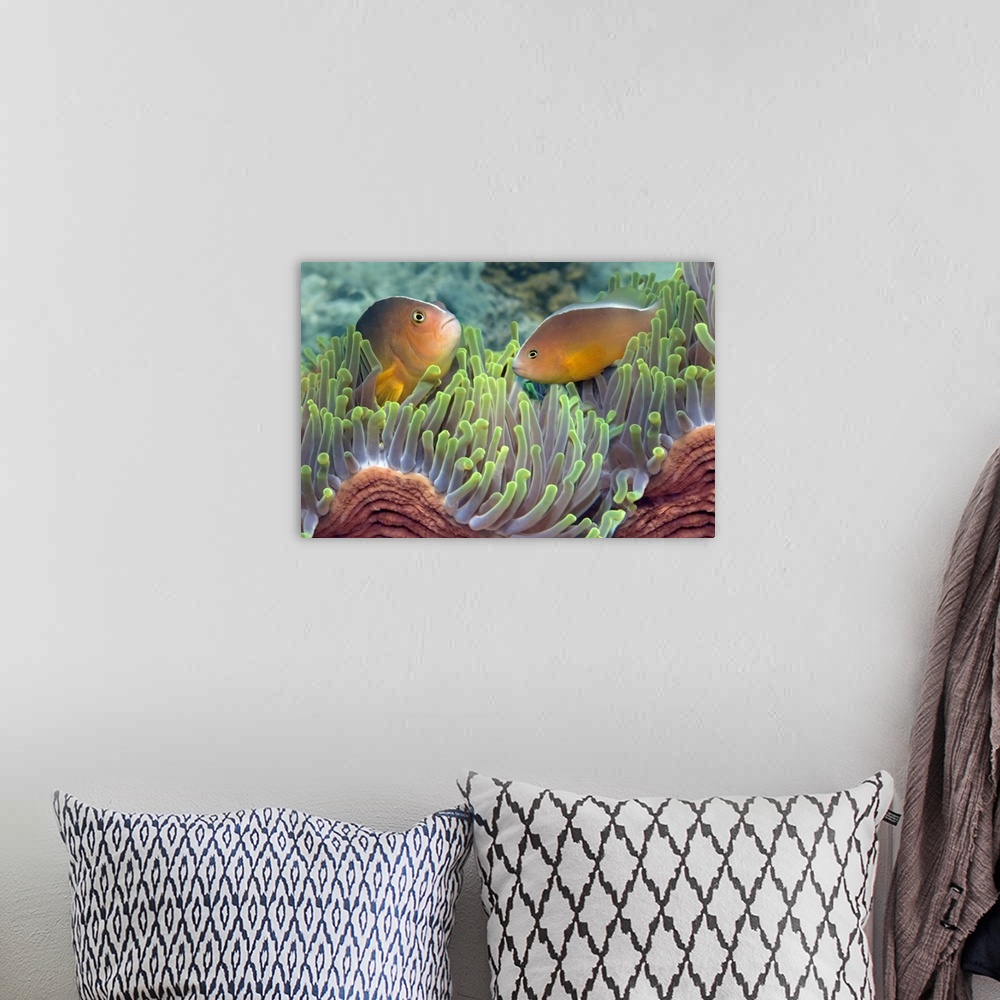 A bohemian room featuring Big, horizontal photograph of two skunk anemone fish facing each other while emerging from a wavi...