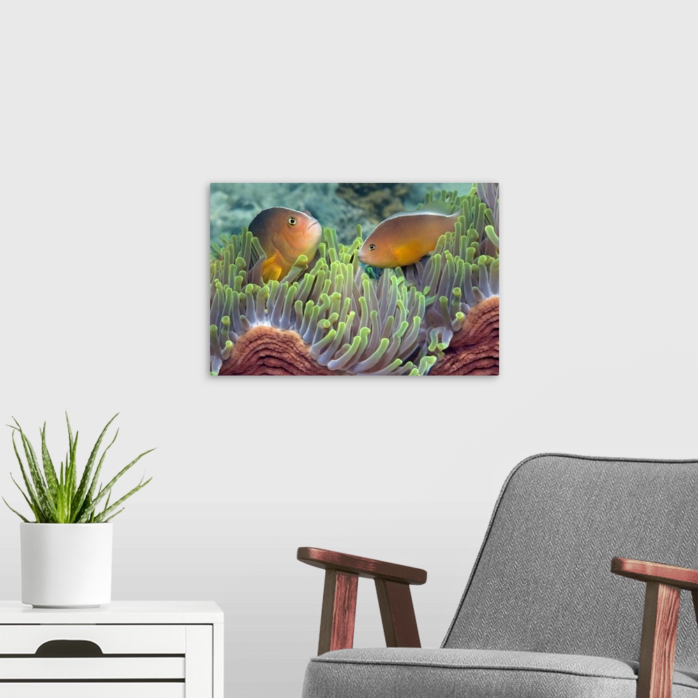 A modern room featuring Big, horizontal photograph of two skunk anemone fish facing each other while emerging from a wavi...