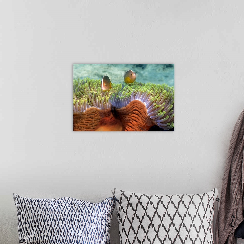 A bohemian room featuring Two Skunk Anemone fish and Indian Bulb Anemone