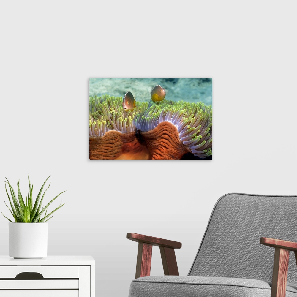A modern room featuring Two Skunk Anemone fish and Indian Bulb Anemone