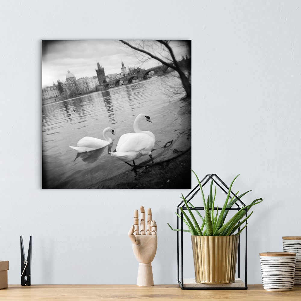 A bohemian room featuring Two swans in a river, Vltava River, Prague, Czech Republic