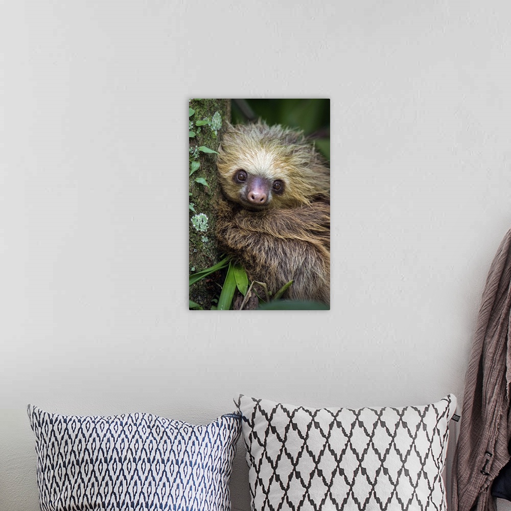 A bohemian room featuring Two-Toed Sloth (Choloepus didactylus), Tortuguero, Costa Rica