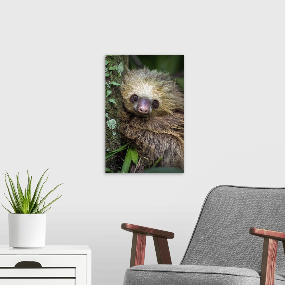 A modern room featuring Two-Toed Sloth (Choloepus didactylus), Tortuguero, Costa Rica