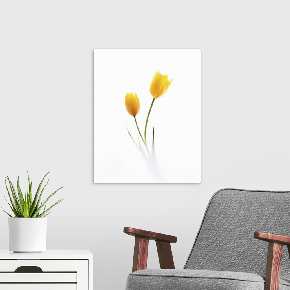 A modern room featuring Two Yellow Flowers on White Background