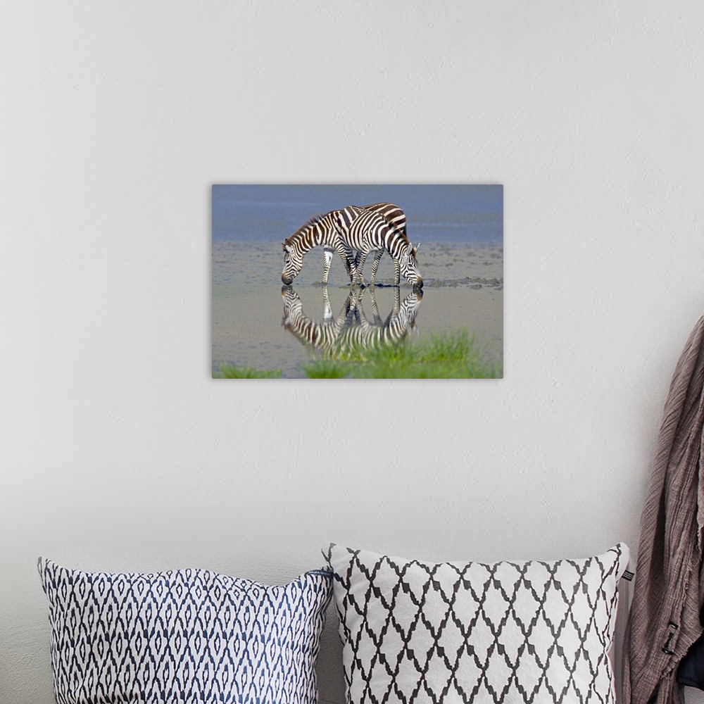 A bohemian room featuring Large photograph includes a couple striped African wild horses enjoying a drink from a large body...