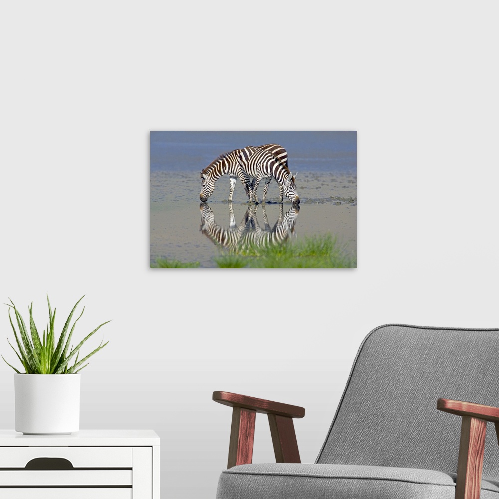 A modern room featuring Large photograph includes a couple striped African wild horses enjoying a drink from a large body...
