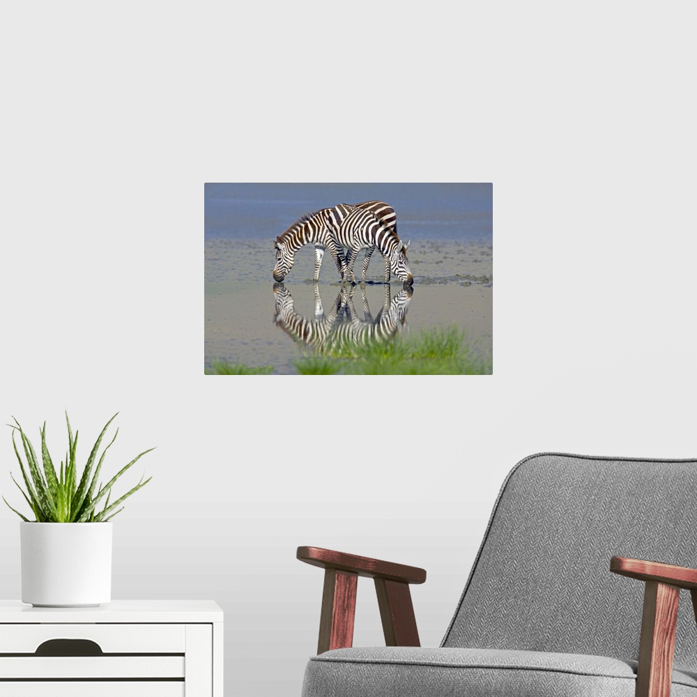A modern room featuring Large photograph includes a couple striped African wild horses enjoying a drink from a large body...
