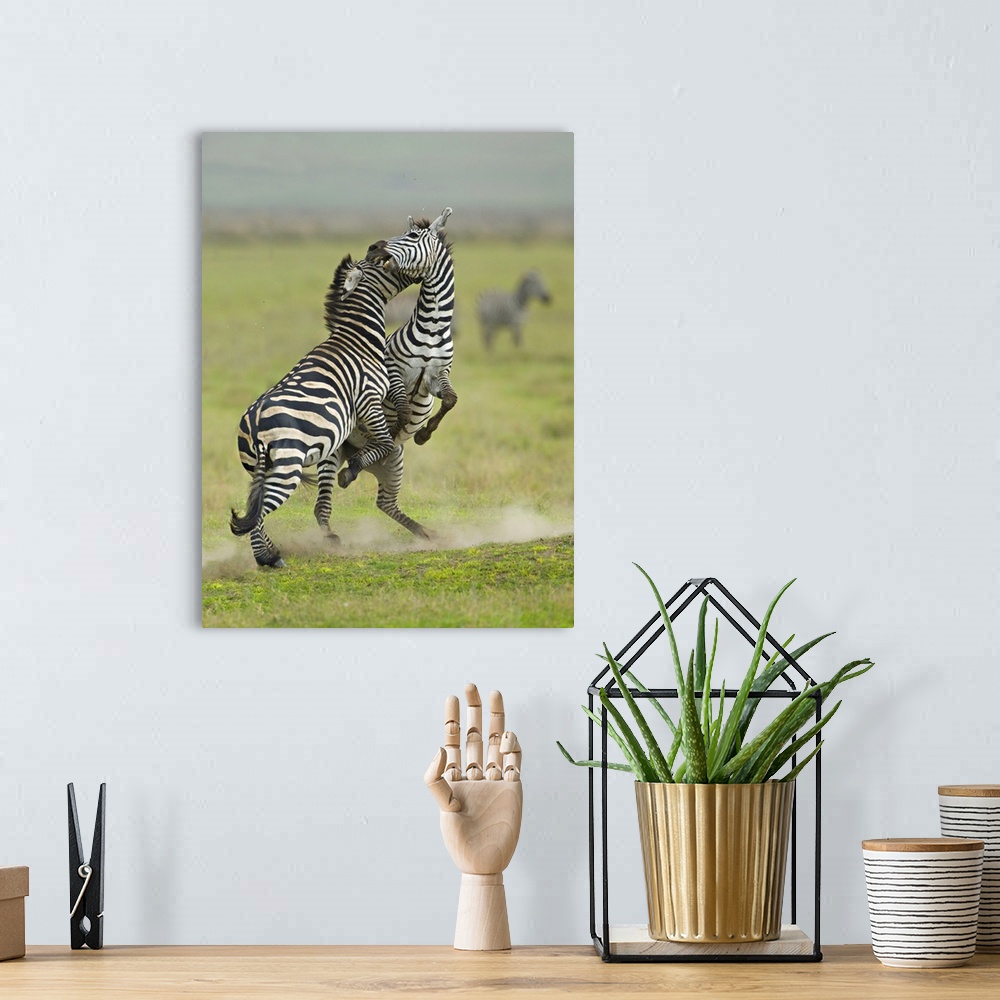 A bohemian room featuring Two zebras fighting in a field, Ngorongoro Conservation Area, Arusha Region, Tanzania (Equus burc...