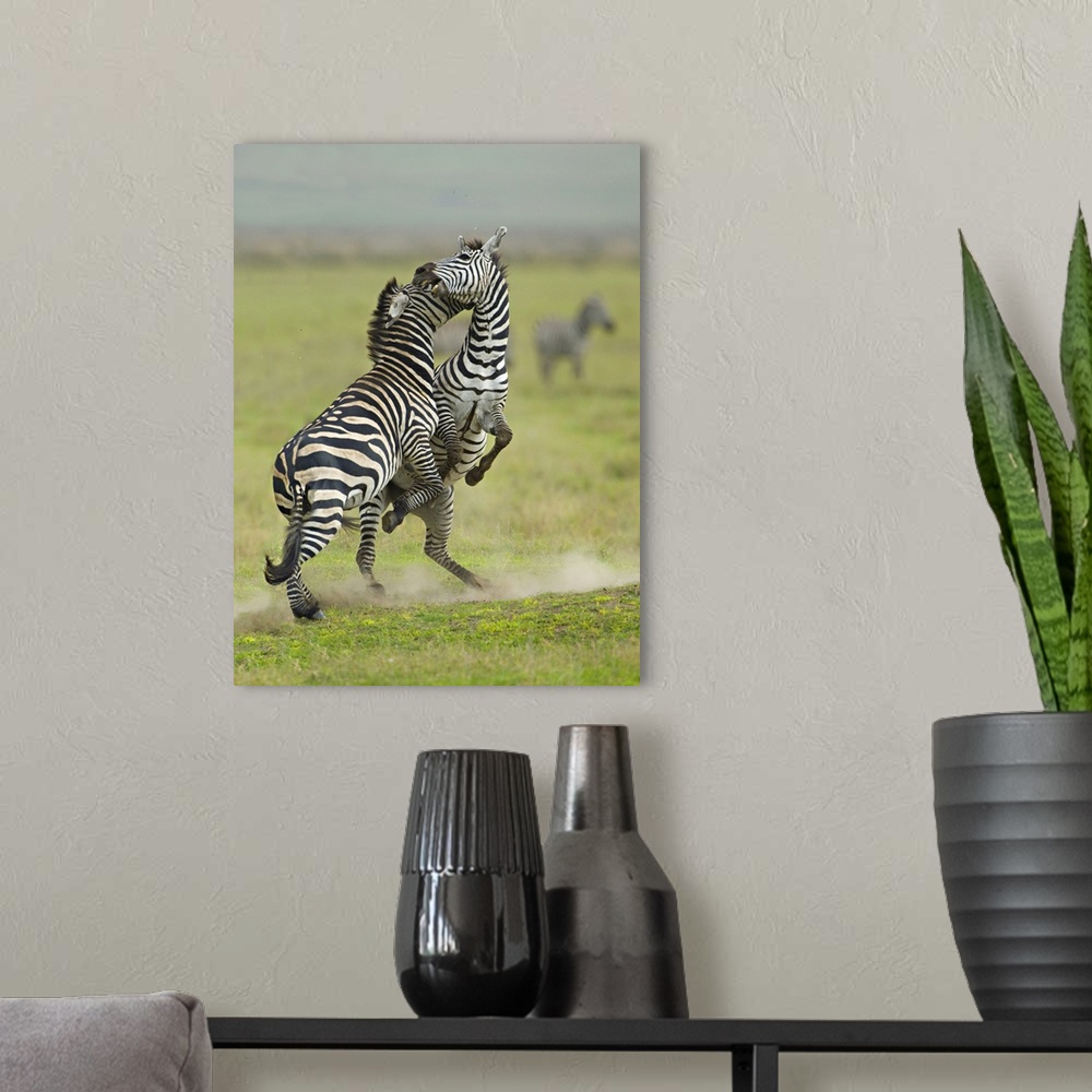 A modern room featuring Two zebras fighting in a field, Ngorongoro Conservation Area, Arusha Region, Tanzania (Equus burc...