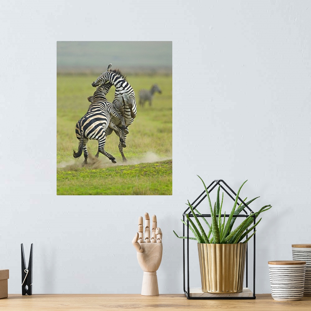 A bohemian room featuring Two zebras fighting in a field, Ngorongoro Conservation Area, Arusha Region, Tanzania (Equus burc...
